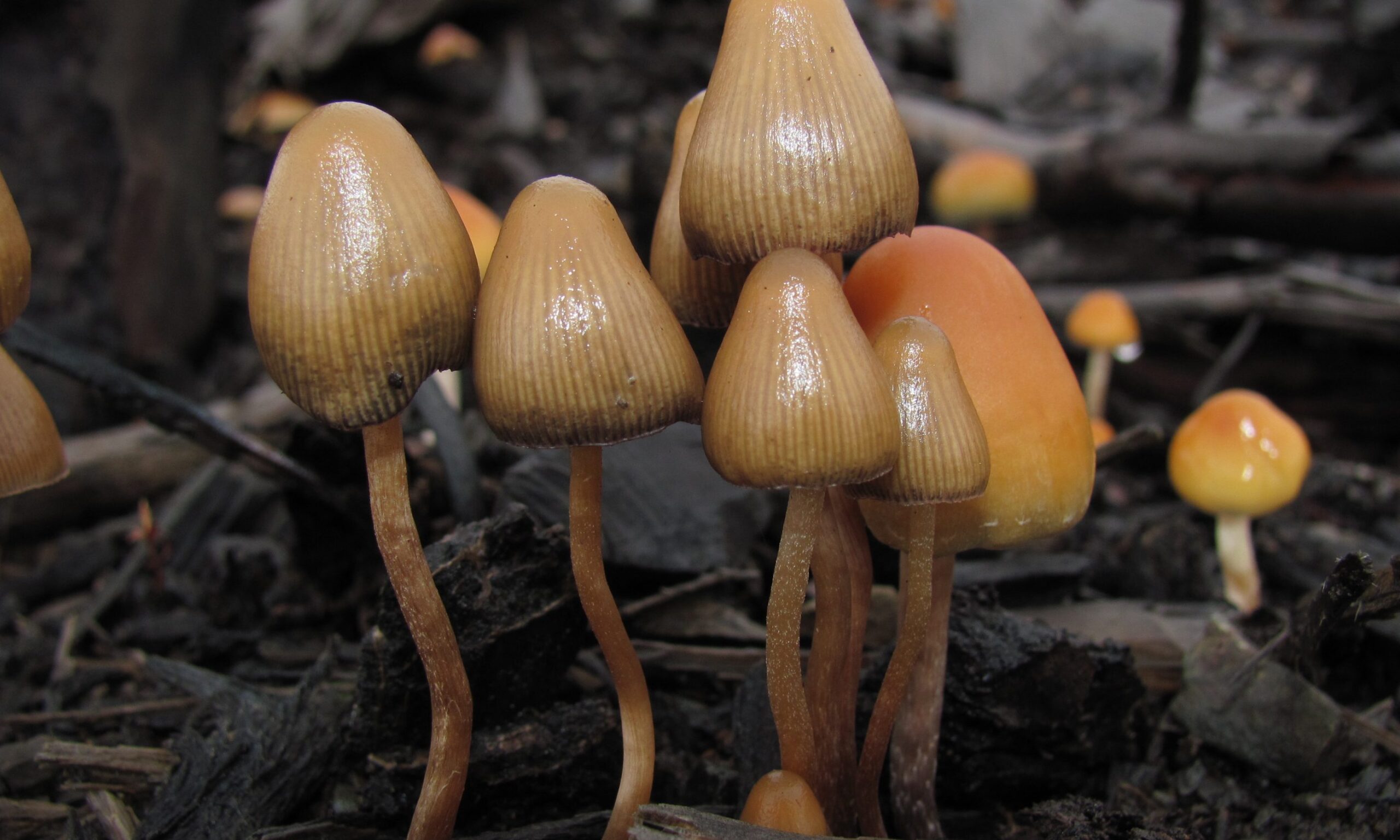 Mpls deprioritizes enforcement of entheogenic plants, mushrooms