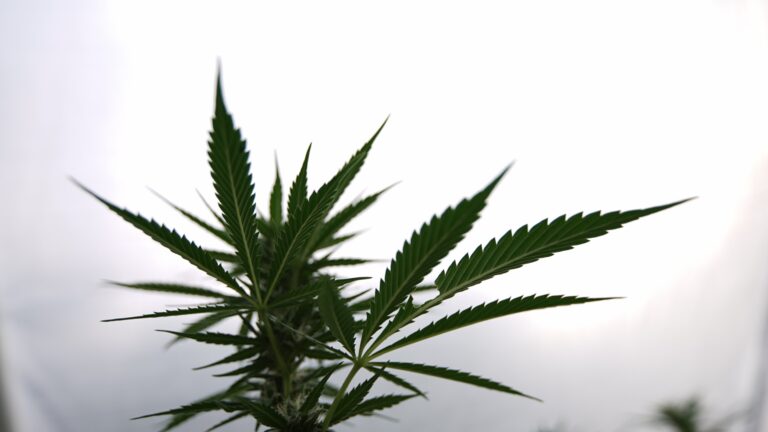 marijuana-plants-10-1